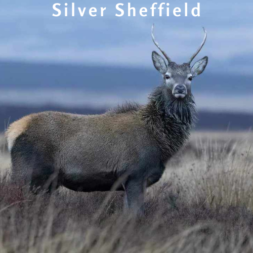 Silversheffield